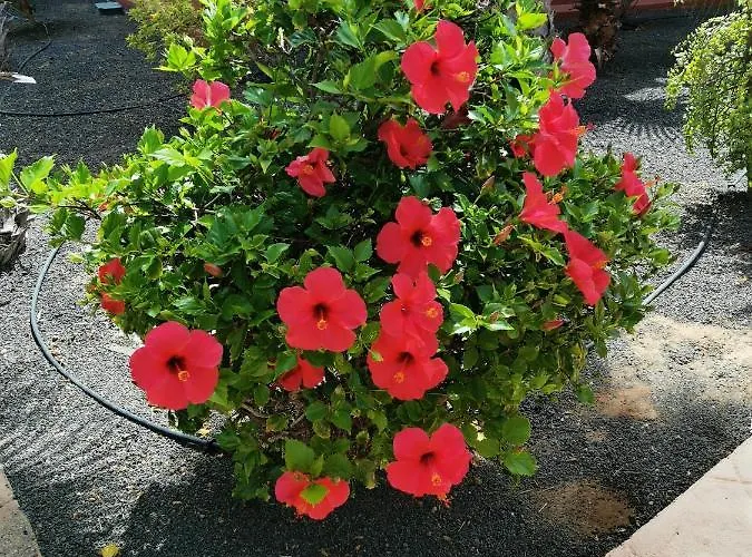 Spagnolo Oasis Tamarindo *