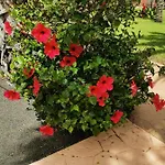 Spagnolo Oasis Tamarindo Corralejo