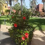 Spagnolo Oasis Tamarindo Corralejo