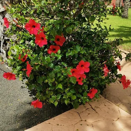 Spagnolo Oasis Tamarindo Corralejo