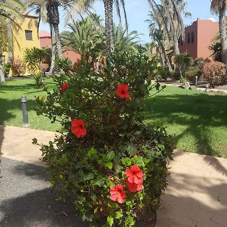 Spagnolo Oasis Tamarindo Corralejo