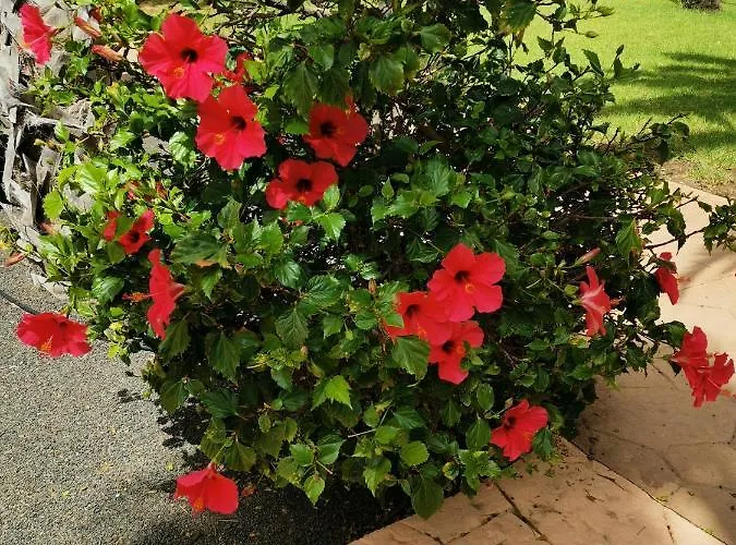 Spagnolo Oasis Tamarindo Corralejo