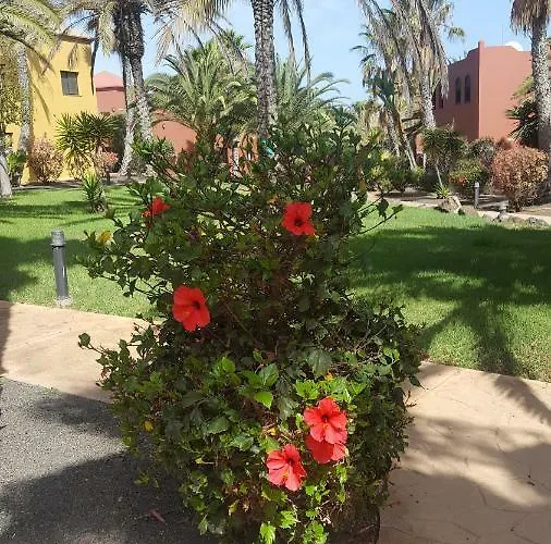Spagnolo Oasis Tamarindo Corralejo